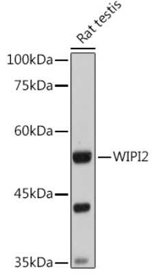 Western Blot: WIPI2 AntibodyAzide and BSA Free [NBP2-93646]